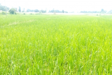 12.5 Bighas Land At Kainchiwala, Dehradun