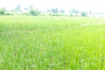 38 Bighas R-3 Land at Atak Farm,THDC Colony,Kainchiwala,Dehradun